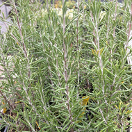 Rosmarinus officinalis 'Arp' (4