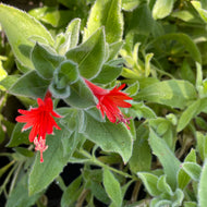Epilobium canum 'Everett's Choice' (1 qt) | Everett's California Fuchsia (1 qt)