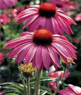 COMPLETE HERB GARDENING WEEKEND:  THE COMPLETE SERIES