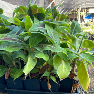 Musa acuminata 'Dwarf Cavendish' (1 qt) | Dwarf Cavendish Banana (1 qt)