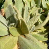Verbascum thapsus (4