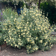 Phlomis russeliana (1 qt) | Turkish Sage (1 qt)