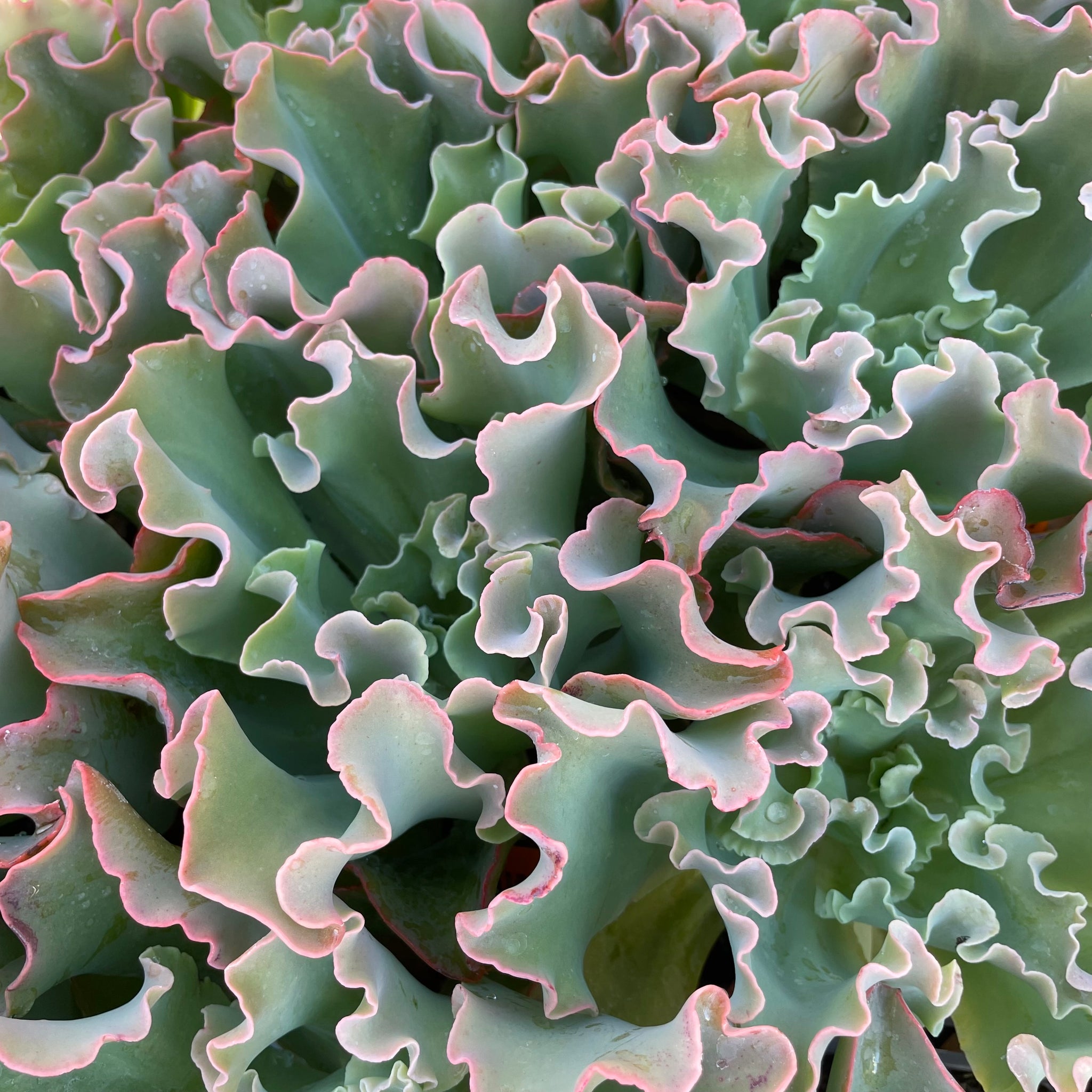 blue giant succulent care Echeveria 'Giant Blue' (4")