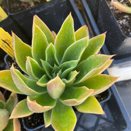 Echeveria mexicana (1 qt) | Mexican Echeveria (1 qt)