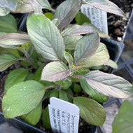 Ocimum sanctum 'Krishna' (3.5