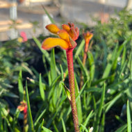 Anigozanthos 'Bush Tenacity' (1 qt) | Bush Tenacity Kangaroo Paw (1 qt)