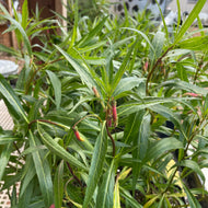 Lobelia laxiflora (1 qt) | Mexican Cardinal Flower (1 qt)