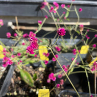 Gomphrena decumbens (1 qt) | Airy Bachelor Buttons (1 qt)
