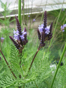 Lavandula canariensis