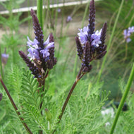 Lavandula canariensis