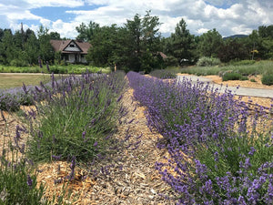 Lavandula x intermedia 'Riverina Thomas' (4") | Riverina Thomas Lavender (4")