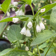 Symphytum officinale 'Alba' (1 qt) | White Blooming Comfrey (1 qt)