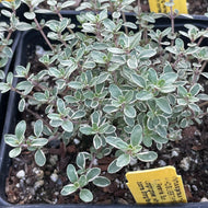 Thymus argenteus 'Hi-Ho Silver' (4