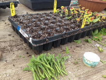 Load image into Gallery viewer, COMPLETE HERB GARDENING WEEKEND:  PROPAGATING HERBS 3/14/26 2:30 pm - 5:00 pm
