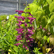 Salvia sessilifolia (1 qt) | Madagascar Highland Sage (1 qt)