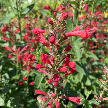 Load image into Gallery viewer, Agastache &#39;Kudos Red&#39; (1 qt) | Red Dwarf Hummingbird Mint (1 qt)
