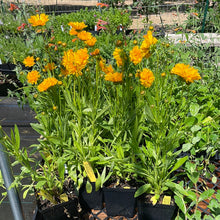 Load image into Gallery viewer, Coreopsis grandiflora &#39;Early Sunrise&#39; | Double Butter Daisy
