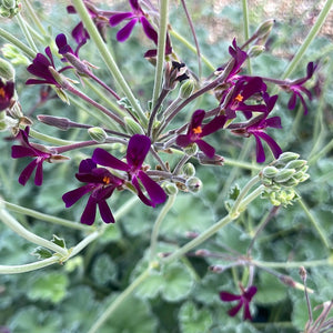 Pelargonium sidoides | South African Geranium