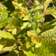 Salvia glutinosa (info) | Jupiter's Distaff (info)