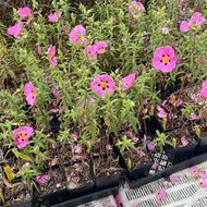 Cistus purpurea (1 qt) | Orchid Rockrose (1 qt)