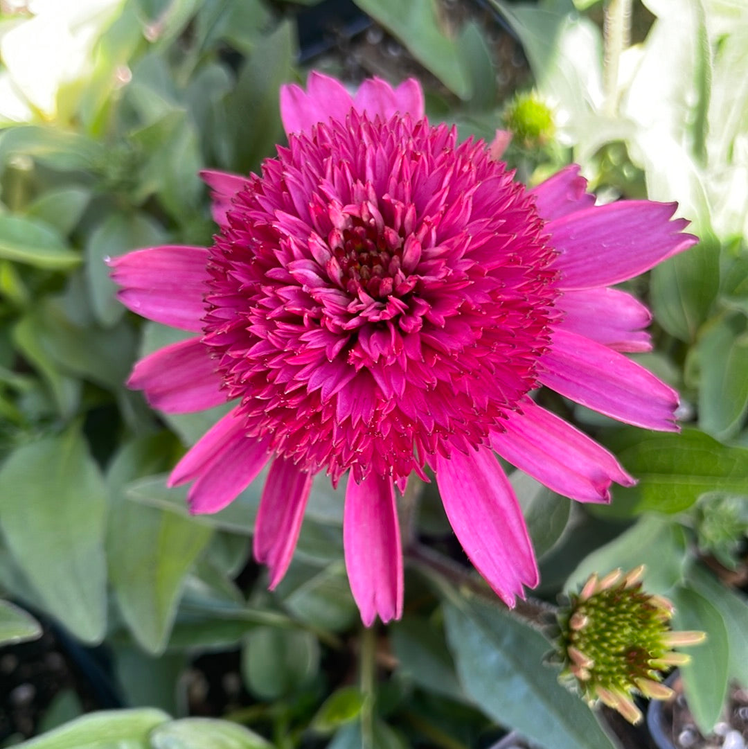 echinacea delicious candy seeds Echinacea 'Delicious Candy' (1 qt)