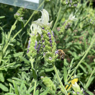 Lavandula stoechas 'Javelin Forte White' (4