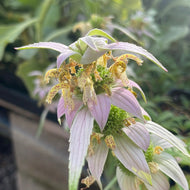 Monarda punctata (4