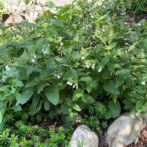 Symphytum officinale 'Alba' | White Blooming Comfrey