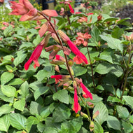 Salvia x 'Ember's Wish' (1 qt) | Ember's Wish Hybrid Sage (1 qt)