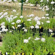 Scabiosa columbaria 'Giga Silver' (1 qt) | Giga Silver Pincushion Flower (1 qt)