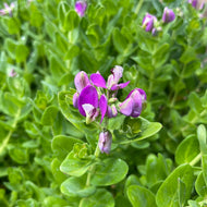 Polygala fruticosa 'Petite Butterfly' (1 qt) | Petite Butterflies Sweet Pea Shrub (1 qt)