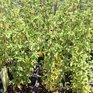 Origanum vulgare cv. (3.5