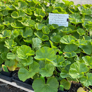 Pelargonium x hortorum 'Apple Blossom' (4