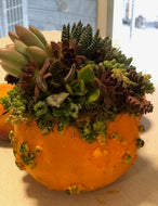 Succulent and Dried Flower Pumpkin Workshop