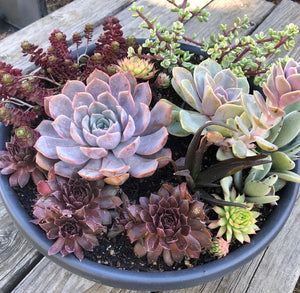 Design and Plant a Succulent Bowl 11/4/23