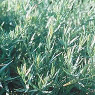 Artemisia dracunculus 'Sativa' (4