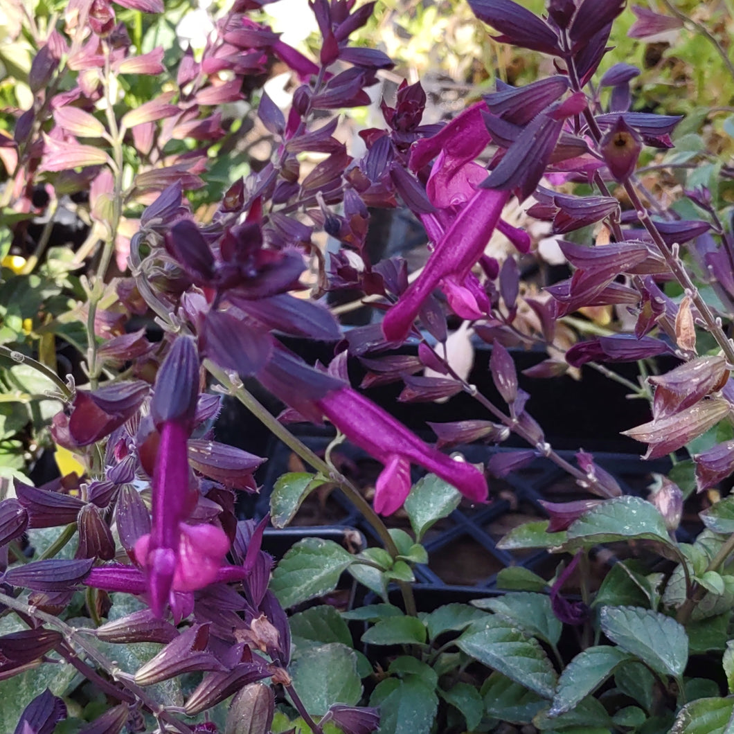 Salvia 'Love and Wishes' (1 qt) | Love and Wishes Salvia (1 qt)