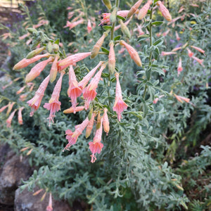 Epilobium canum 'Marin Pink' (1 qt) | Pink California Fuchsia (1 qt)