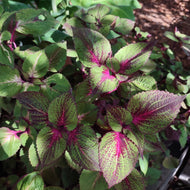 Perilla frutescens 'Tricolor' (1 qt) | Tricolor Shiso (1 qt)