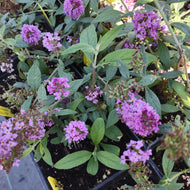 Buddleia 'Orchid Annie' (1 qt ) | Orchid Annie Butterfly Bush (1 qt)