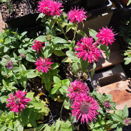 Monarda didyma 'Pocahontas Red Rose' (1 qt) | Pocahontus Red Rose Bee Balm (1 qt)
