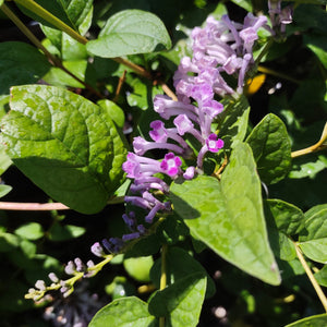 Buddleia lindleyana (1 qt) | Pendulous Butterfly Bush (1 qt)
