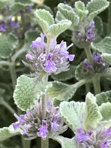 Marrubium incanum (1 qt) | Silver Horehound (1 qt)