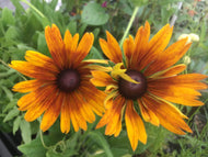 Echibeckia 'Summerina Orange' | Summerina Orange Echibeckia
