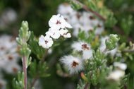 Eriocephalus africanus (1 qt) | African Rosemary (1 qt)