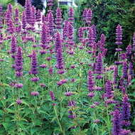 Agastache 'Blue Boa' (1 qt) | 'Blue Boa' Hyssop (1 qt)