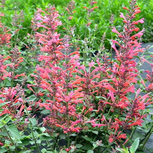 Agastache 'Kudos Coral' (1 qt) | Coral Dwarf Hummingbird Mint (1 qt ...