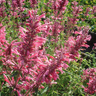 Agastache 'Red Fortune' (1 qt) | Red Fortune Hyssop (1 qt)