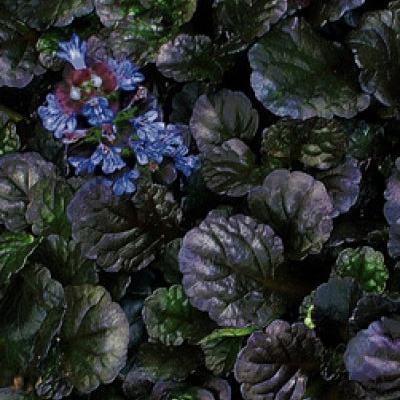 aquarium plant fertilizer Seachem Flourish Aquatic Plant Fertilizer For Planted Aquariums – Glass Aqua main image 0