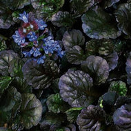 Ajuga reptans 'Black Scallop' (4